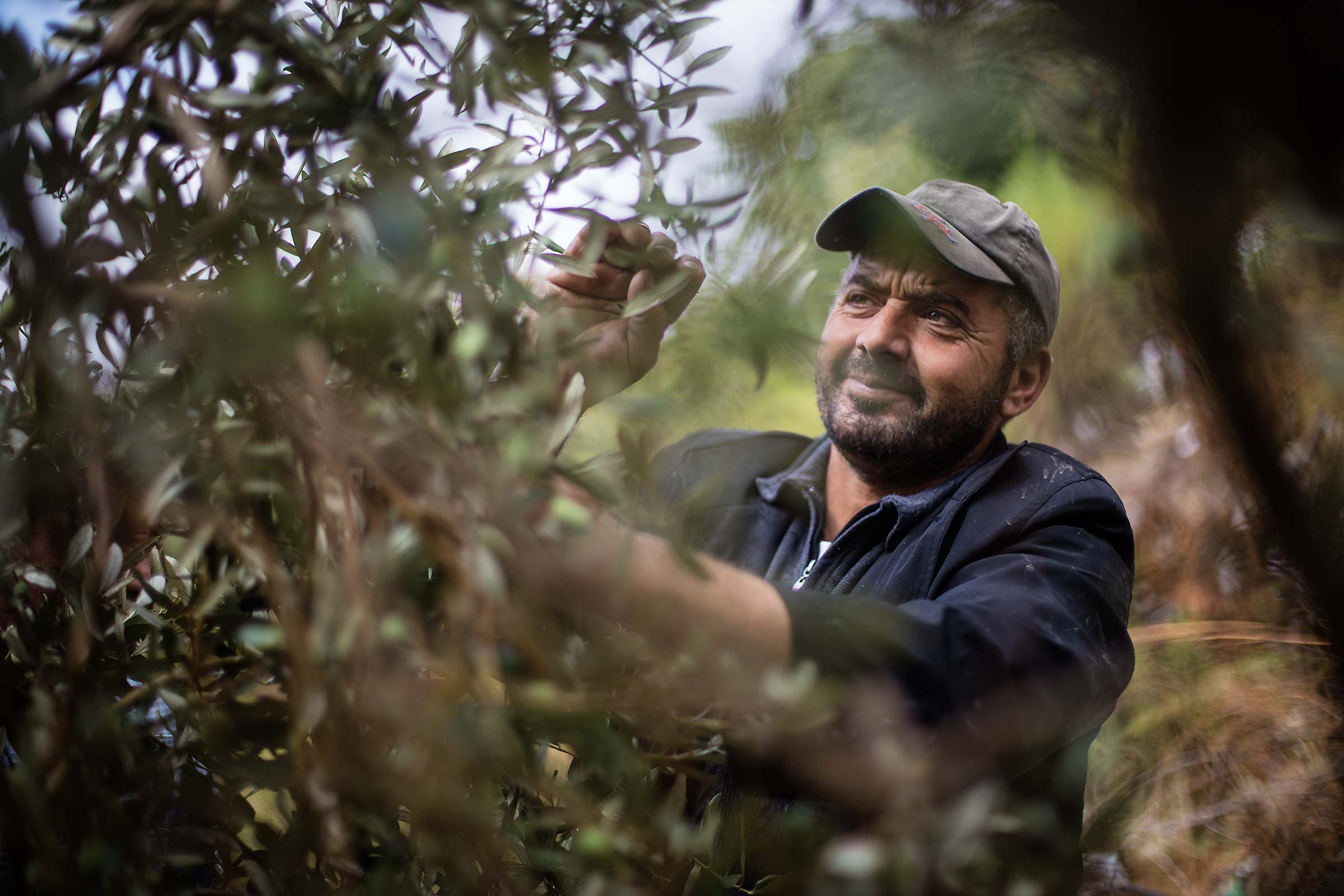 an agricultural worker picks olives off a tree in the West Bank